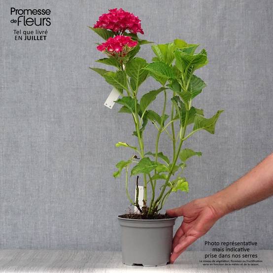 Promesse de Fleurs - Hortensia - Hydrangea macrophylla Green Shadow Pot de 2L/3L - Image 2