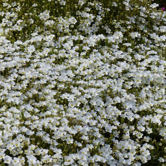 Arenaria montana - Sabline des Montagnes Godet de 8/9 cm