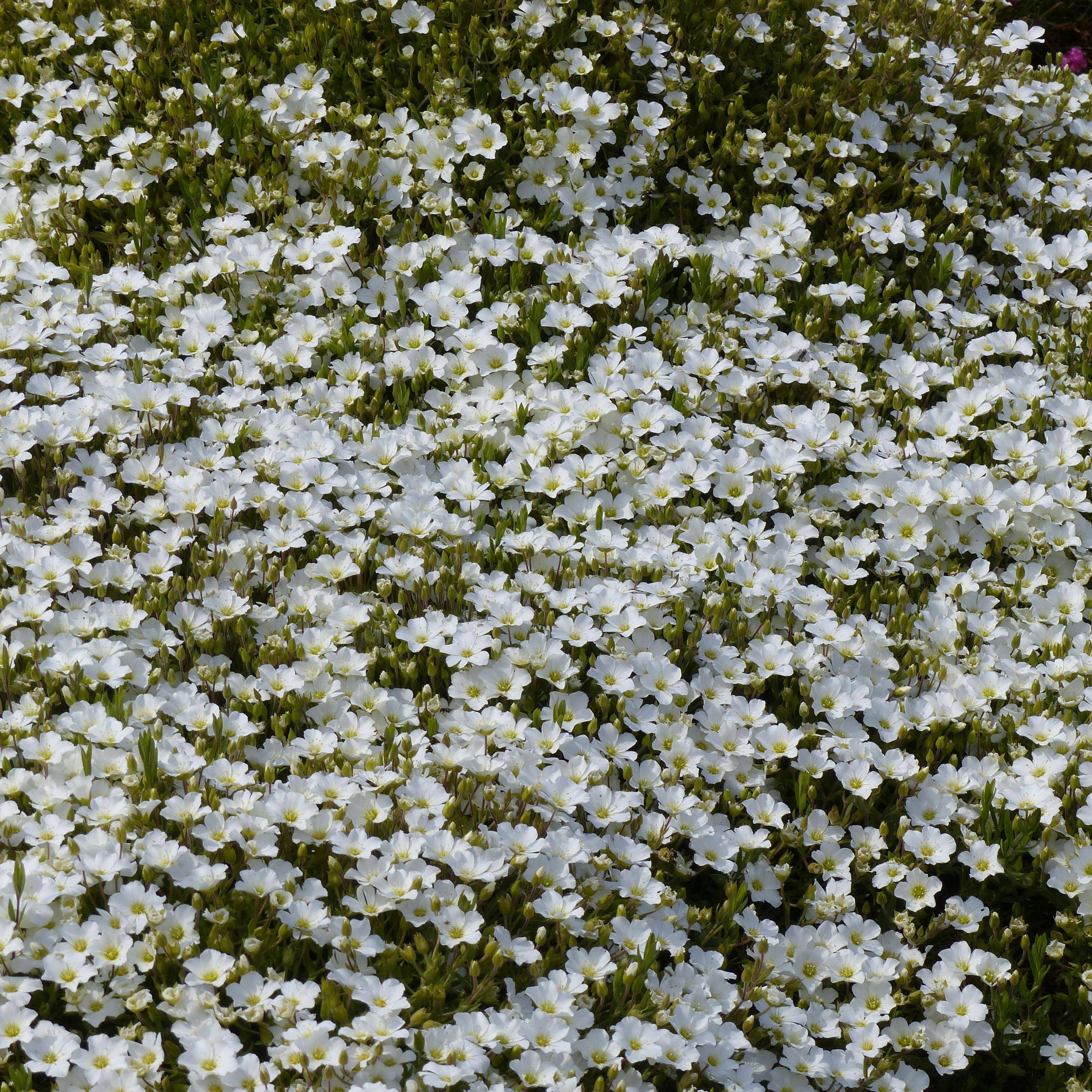 Arenaria montana - Sabline des Montagnes Godet de 8/9 cm