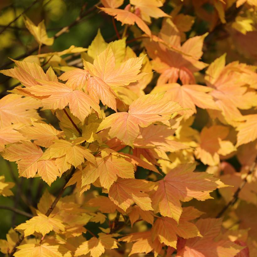 Promesse de Fleurs - Erable sycomore - Acer pseudoplatanus Leat's Cottage Pot de 7,5L/10L, Tige