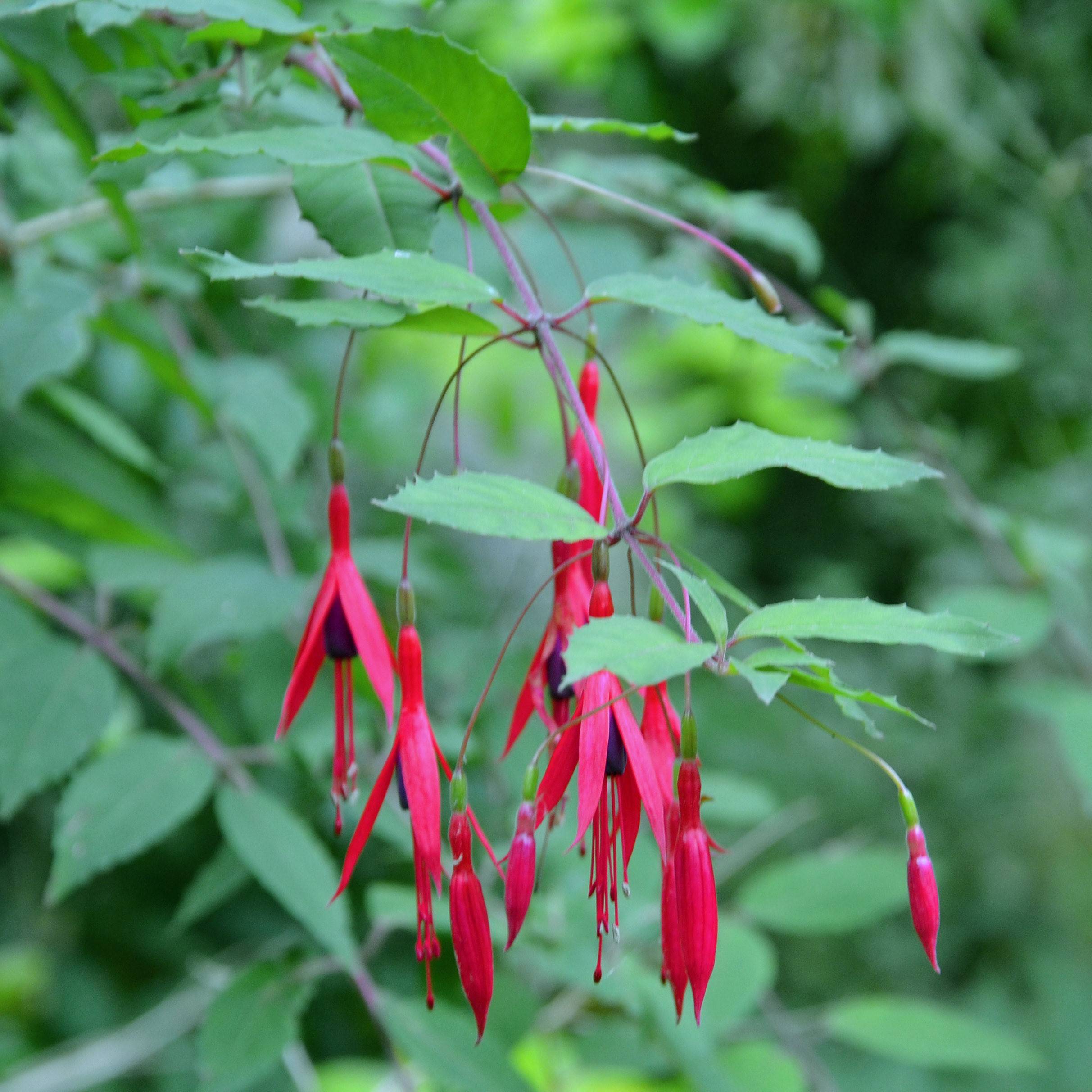 Promesse de Fleurs - Fuchsia magellanica Godet de 8/9 cm - Image 1