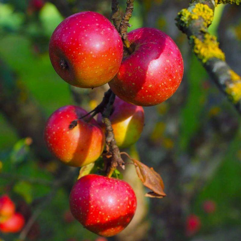 Pommier 'Belle de Boskoop' (Malus domestica 'Belle de Boskoop') - Scion de 80 à 100cm - Pépinières Naudet - Image 1