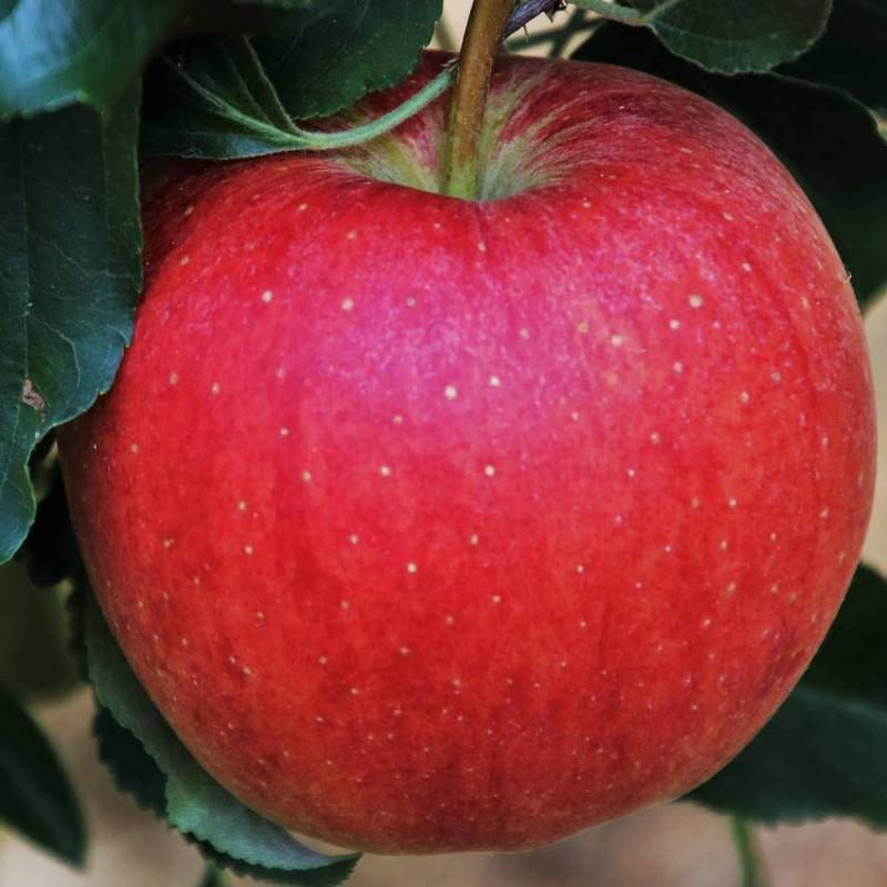 Pommier Boskoop Rouge - Bon rendement - Pot de 10L - Gobelet 2 ans - 120/150 cm - De 3,00 m à 5,00 m - Image 6