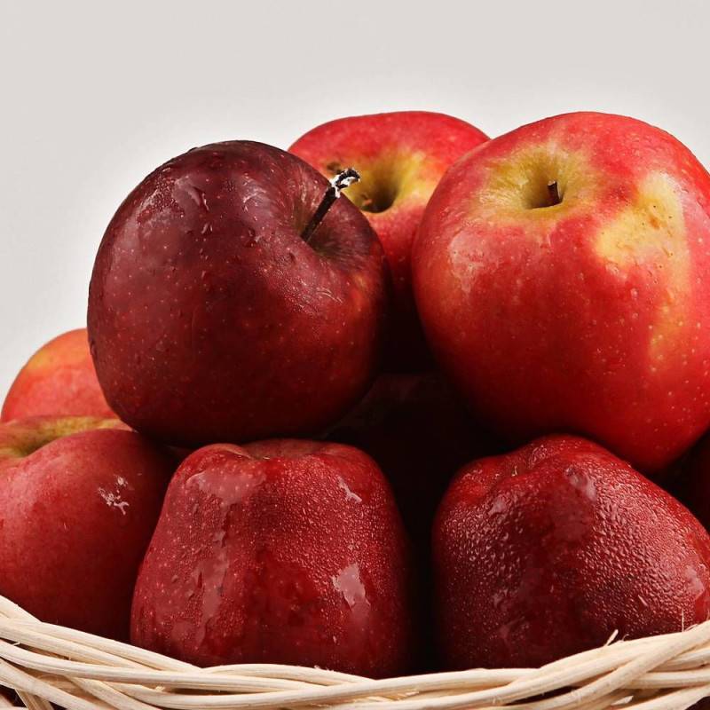 Pommier Boskoop Rouge - Bon rendement - Pot de 10L - Gobelet 2 ans - 120/150 cm - De 3,00 m à 5,00 m - Image 7