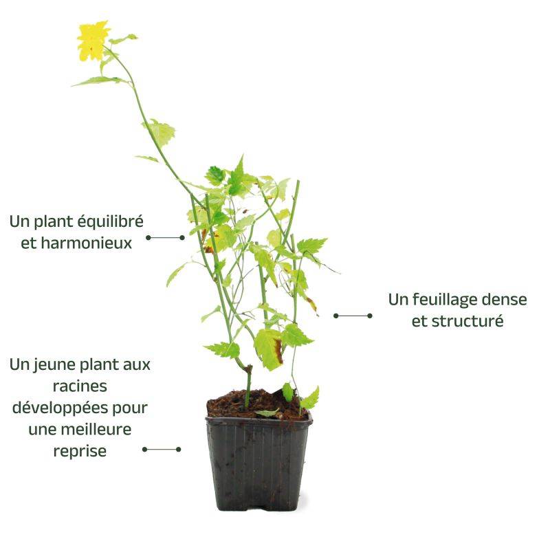 Corête du Japon 'Pleniflora' (Kerria japonica 'Pleniflora') - Godet - Taille 13/25cm - Pépinières Naudet - Image 3
