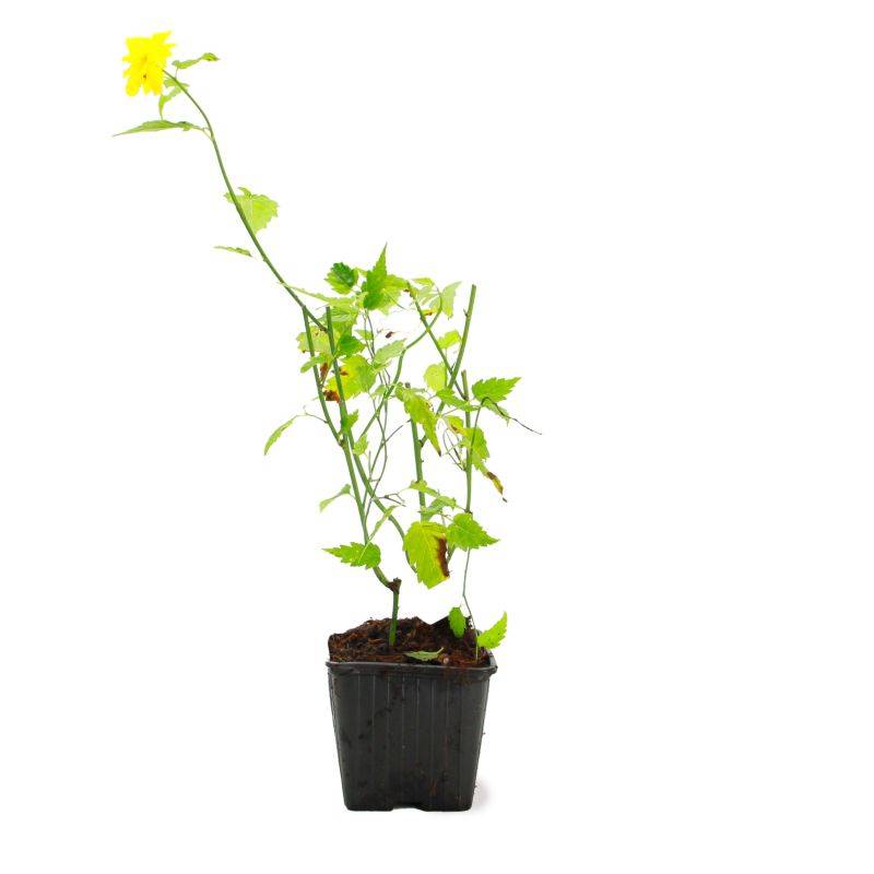 Corête du Japon 'Pleniflora' (Kerria japonica 'Pleniflora') - Godet - Taille 13/25cm - Pépinières Naudet - Image 2