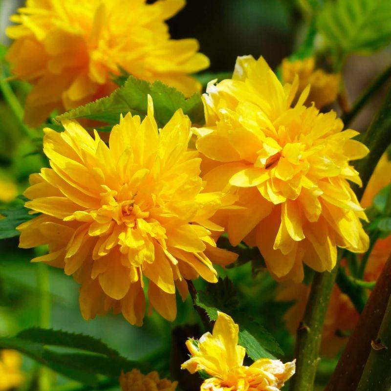 Corête du Japon 'Pleniflora' (Kerria japonica 'Pleniflora') - Godet - Taille 13/25cm - Pépinières Naudet - Image 1