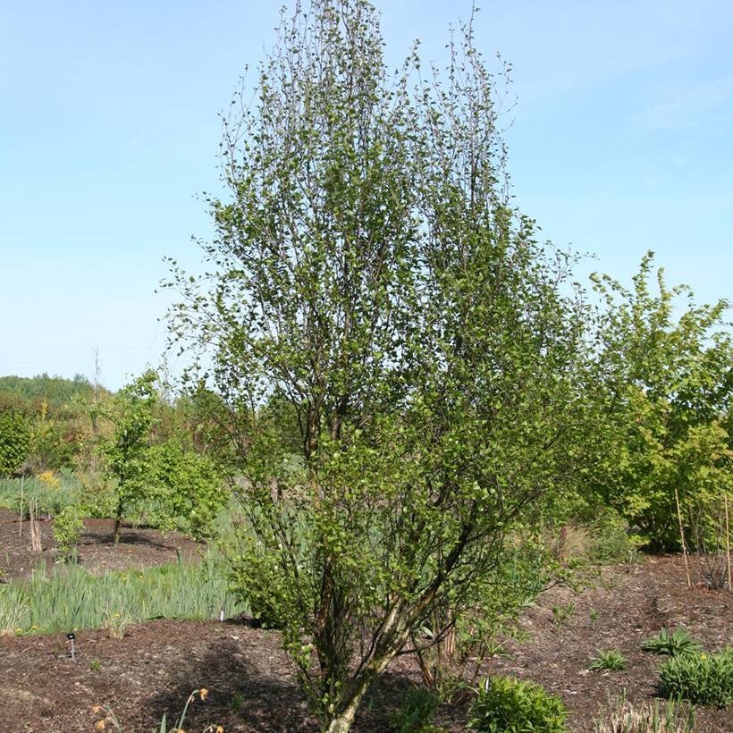 Bouleau - Betula pendula Obelisk Pot de 7,5L/10L