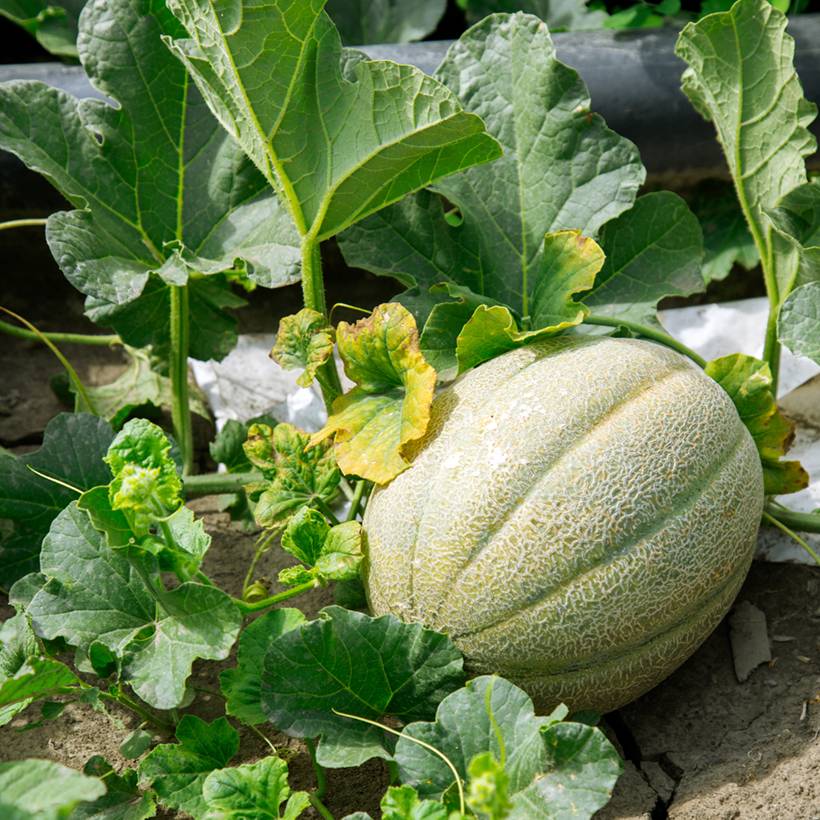 Melon Charentais Bio Graines le sachet de 20 graines environ (0,6g)