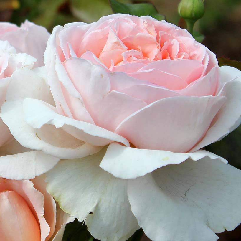 Promesse de Fleurs - Rosier à grandes fleurs André Le Nôtre Racines nues en motte