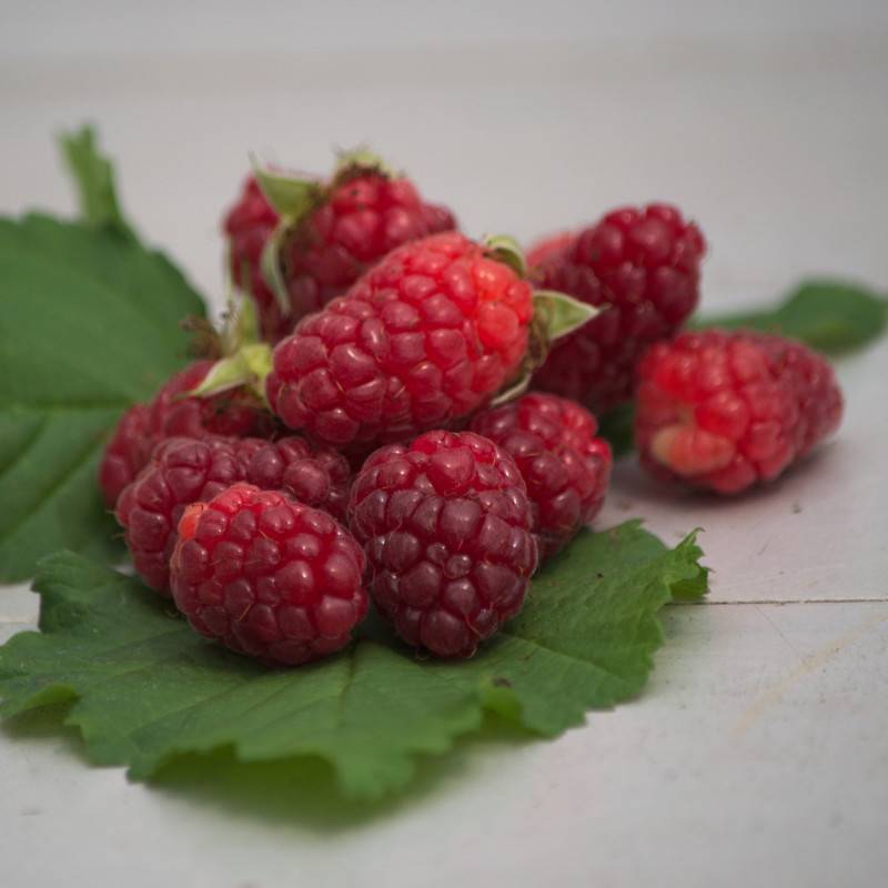 Mûre-framboise, Tayberry à fleurs Rose - feuillage Caduc - Godet - 5/10 cm- hauteur à maturité De 2,50 m à 3,00 m - Image 7