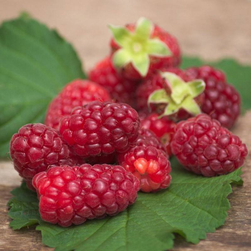 Mûre-framboise, Tayberry à fleurs Rose - feuillage Caduc - Godet - 5/10 cm-  hauteur à maturité De 2,50 m à 3,00 m - Image 1