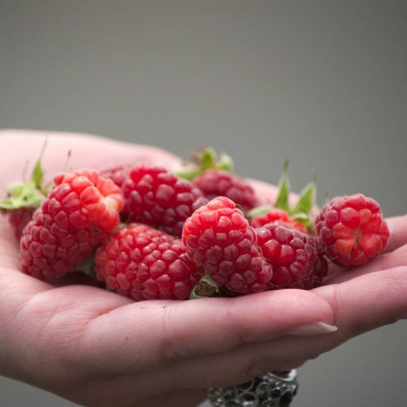 Mûre-framboise, Tayberry à fleurs Rose - feuillage Caduc - Godet - 5/10 cm- hauteur à maturité De 2,50 m à 3,00 m - Image 6