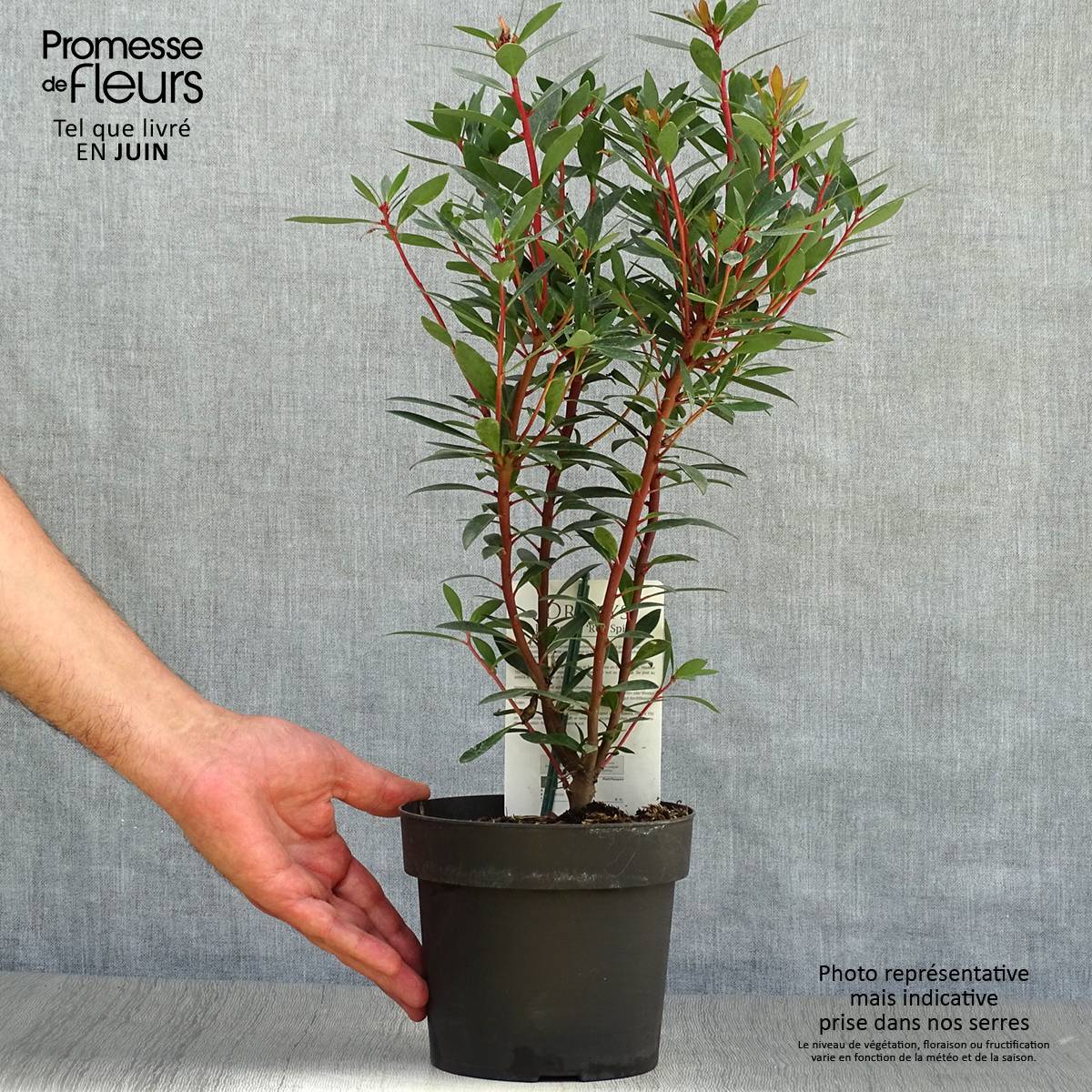 Promesse de Fleurs - Drimys Red Spice - Poivre de Tasmanie Pot de 2L/3L - Image 2