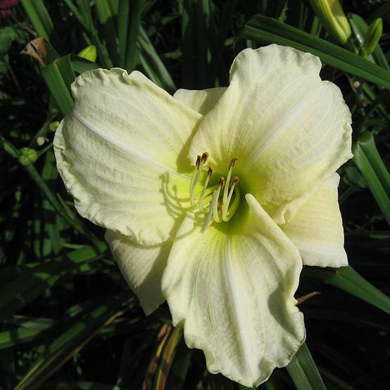 Hémérocalle White Temptation - Lis d'un jour Godet de 8/9 cm