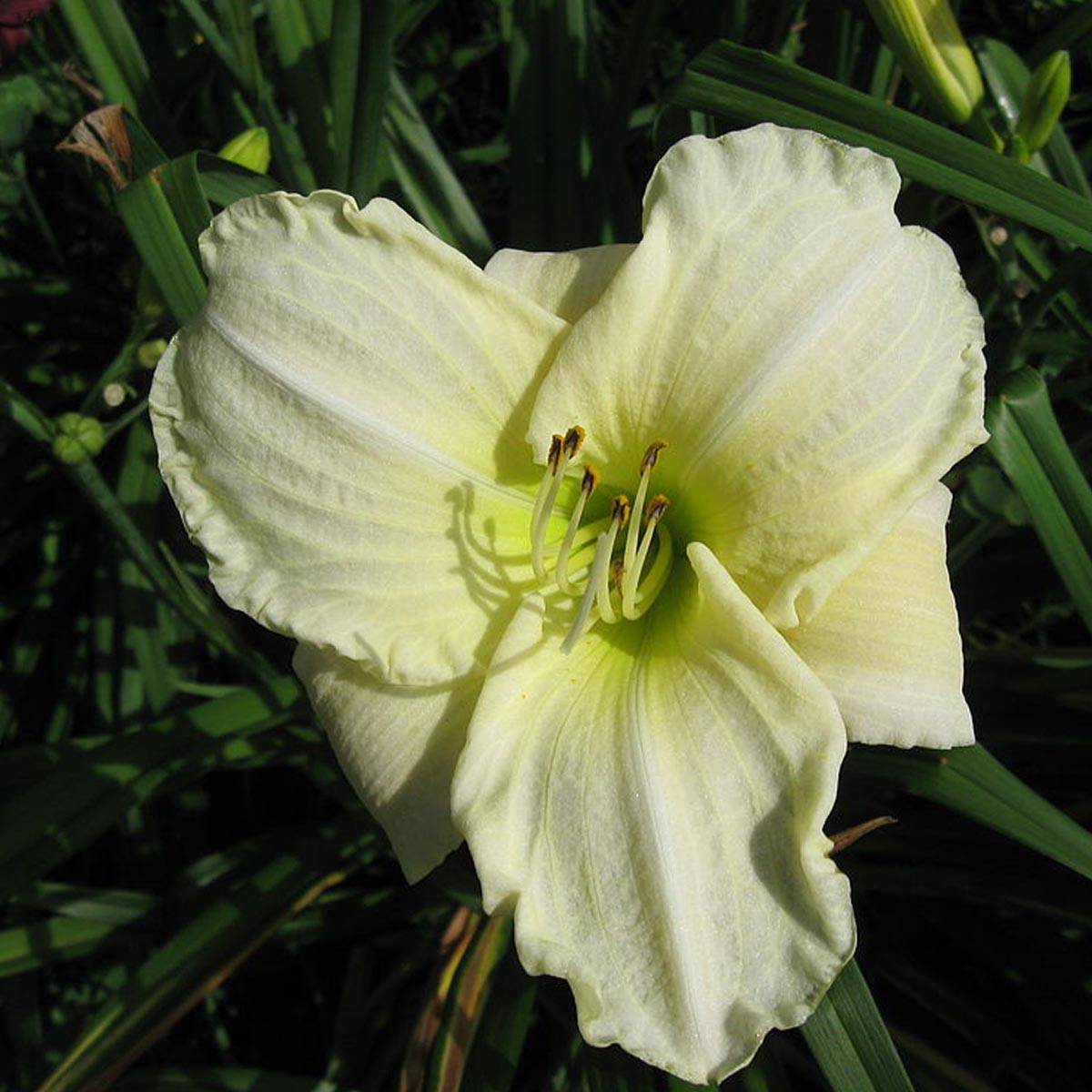 Hémérocalle White Temptation - Lis d'un jour Godet de 8/9 cm