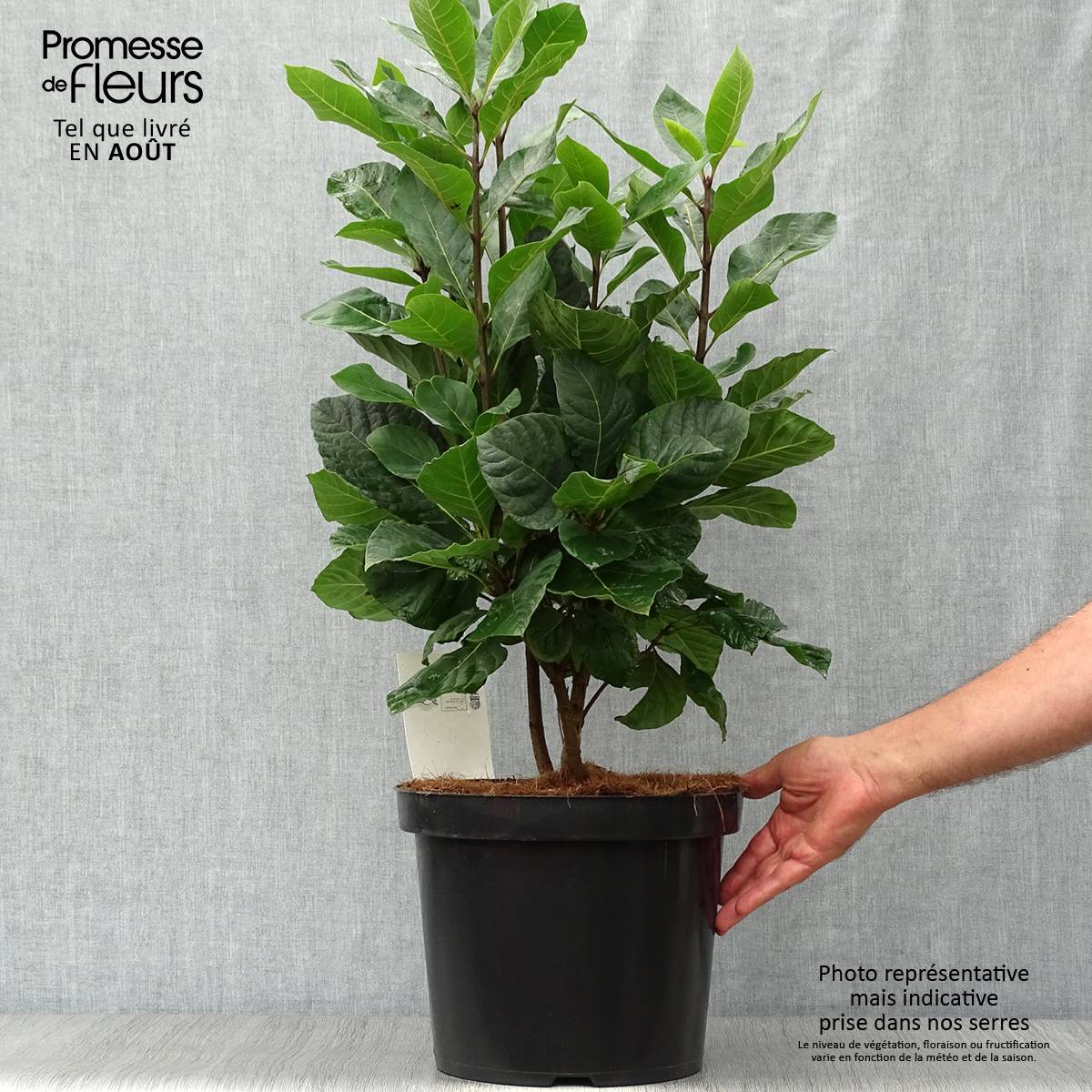 Promesse de Fleurs - Chionanthus virginicus - Arbre de neige Pot de 4L/5L - Image 2