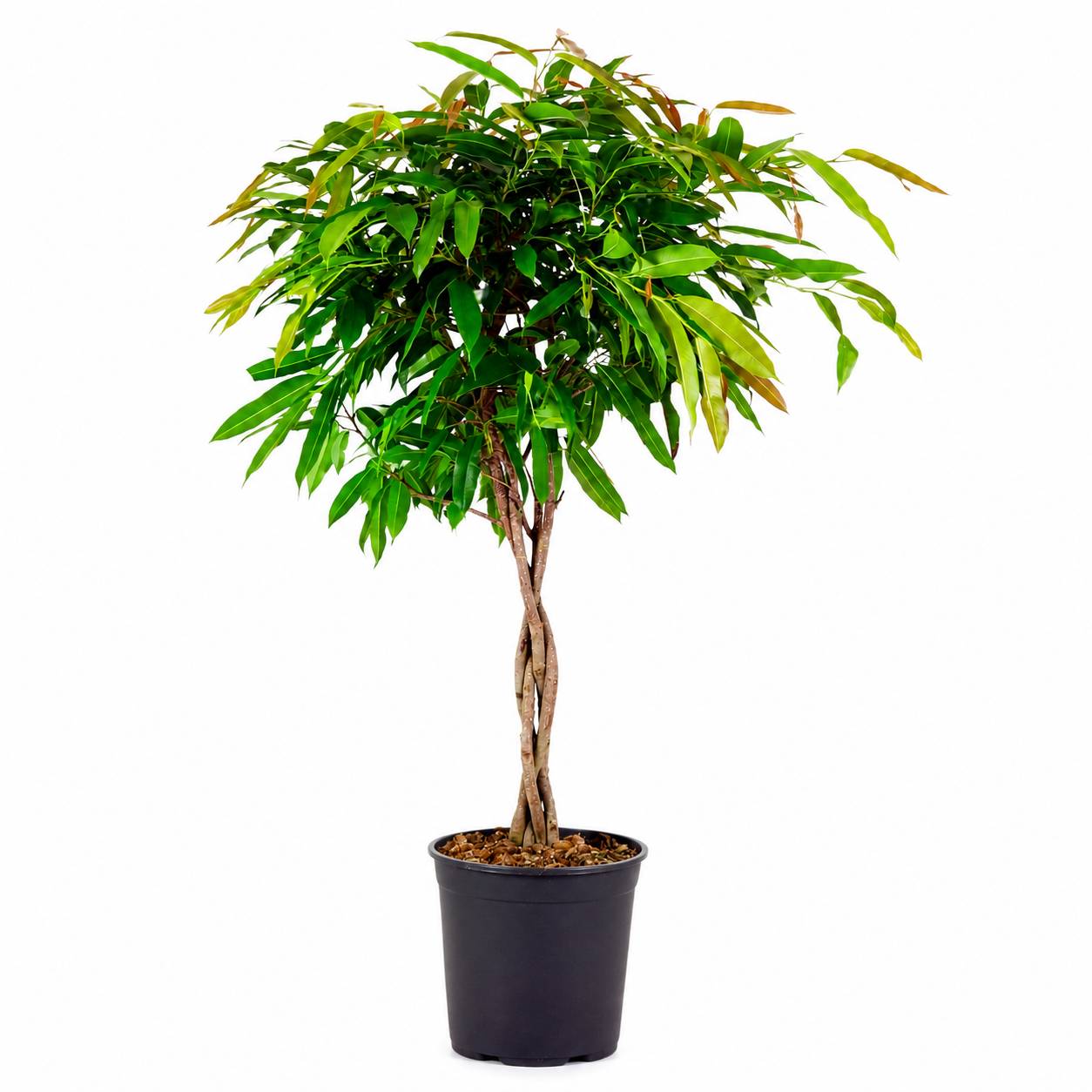 La Green Touch - Ficus Amstel King à tronc tressé - H 130 cm, pot Ø27 cm - Image 1