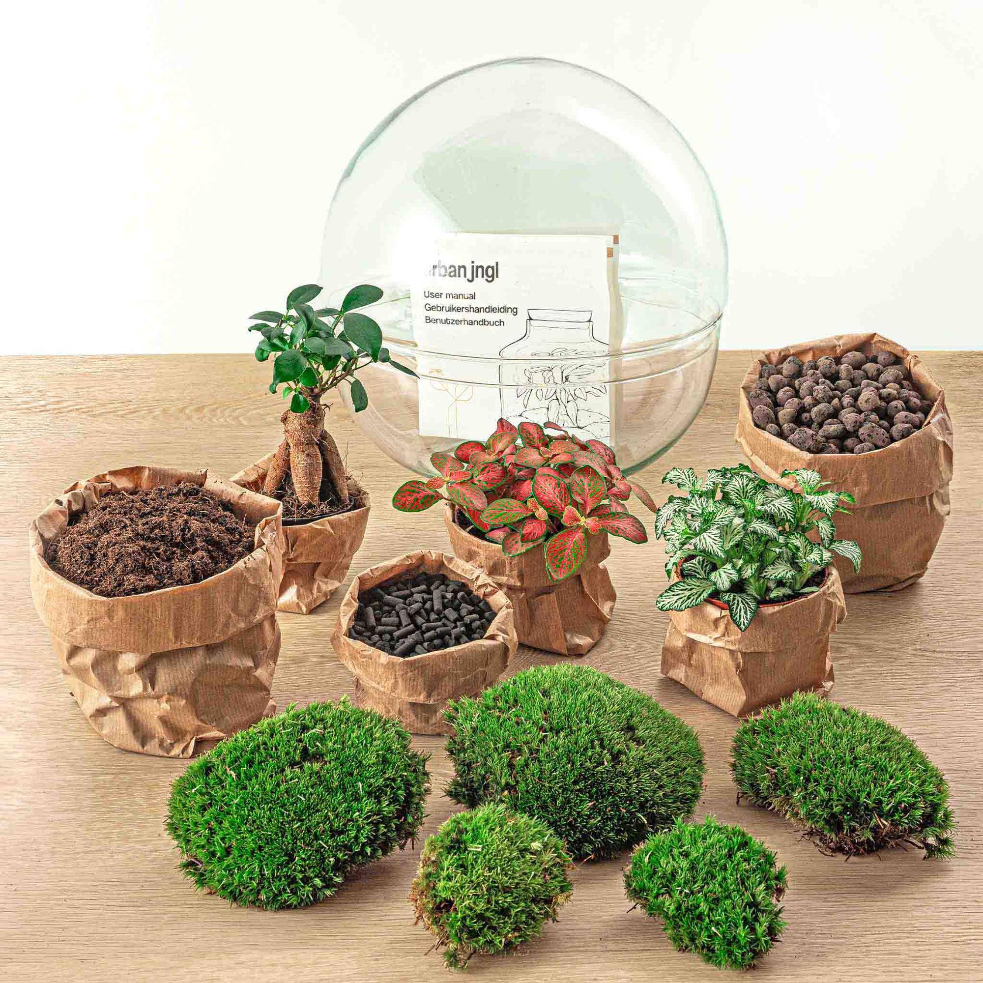 Kit Terrarium Diy - D30 H30cm - Image 5