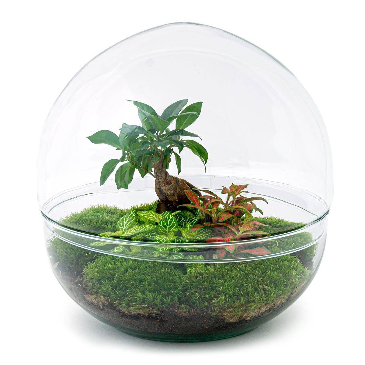 Kit Terrarium Diy - D30 H30cm - Image 3