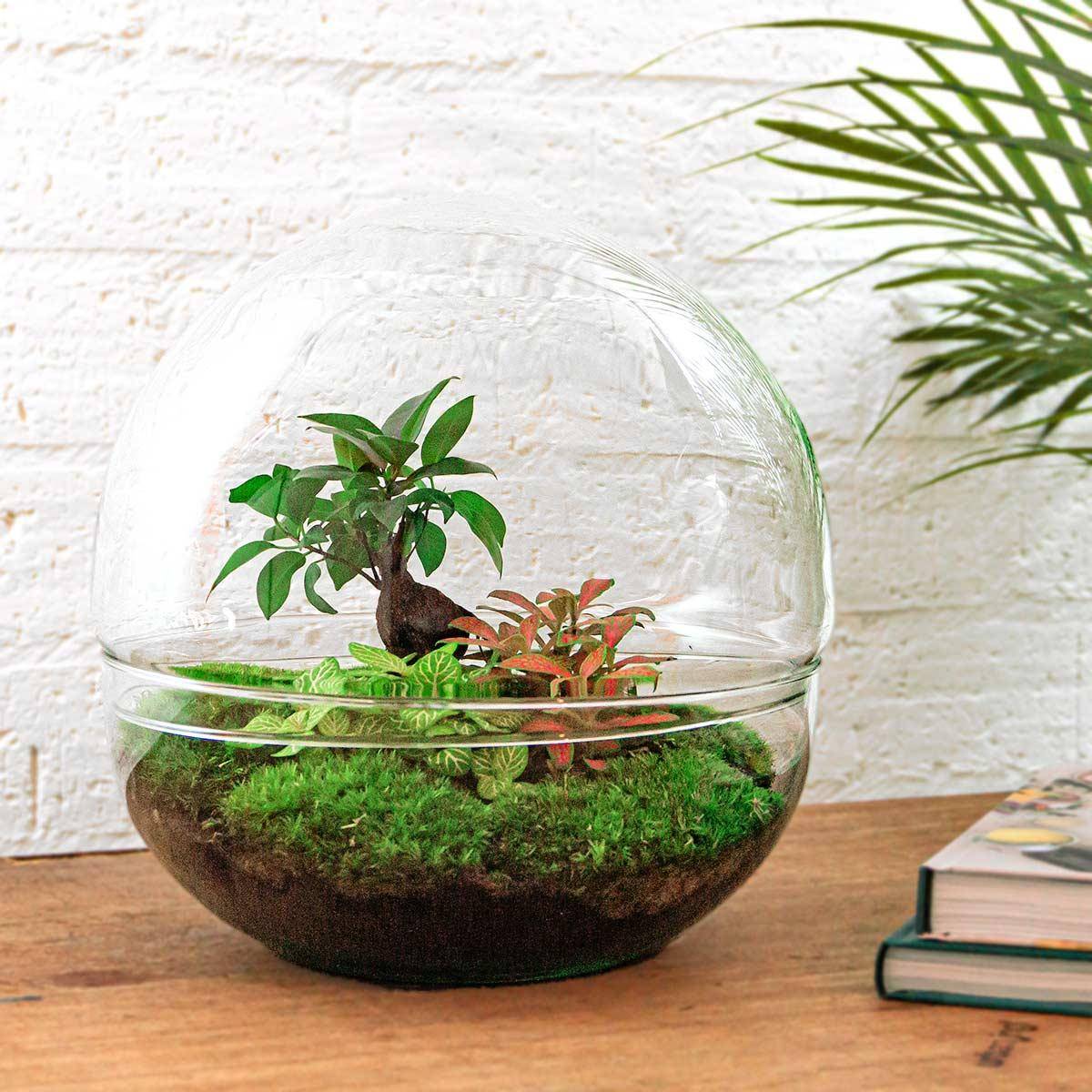Kit Terrarium Diy - D30 H30cm - Image 4