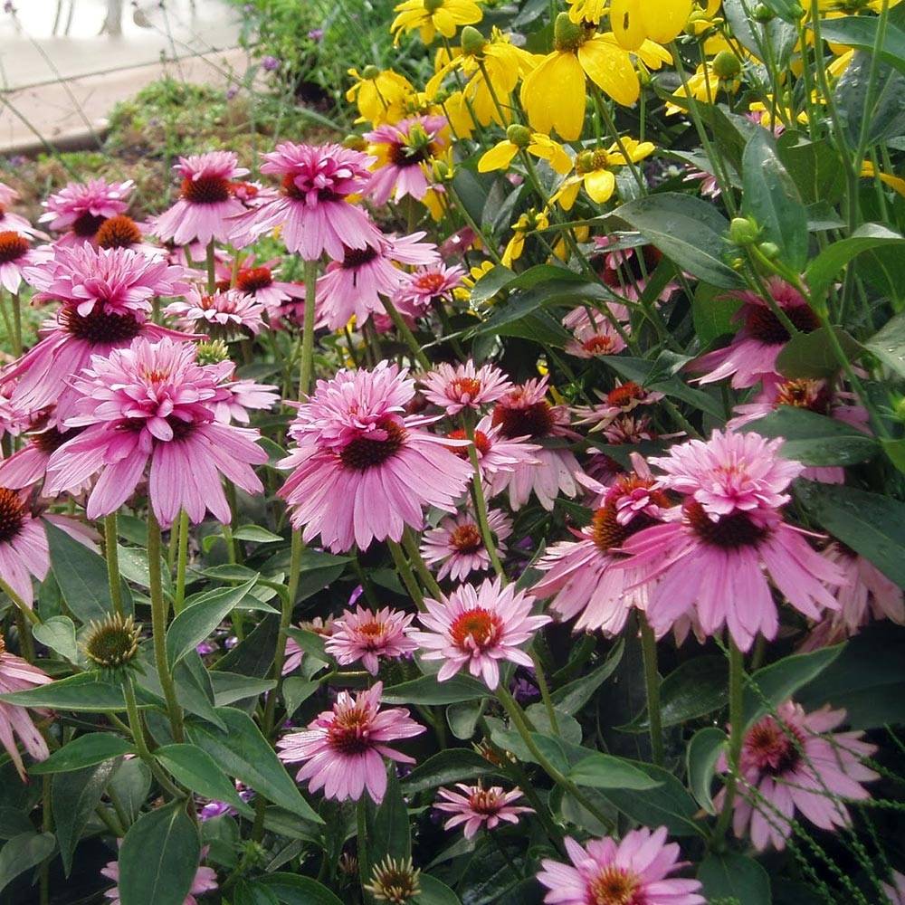 Echinacea purpurea Double Decker Godet de 8/9 cm