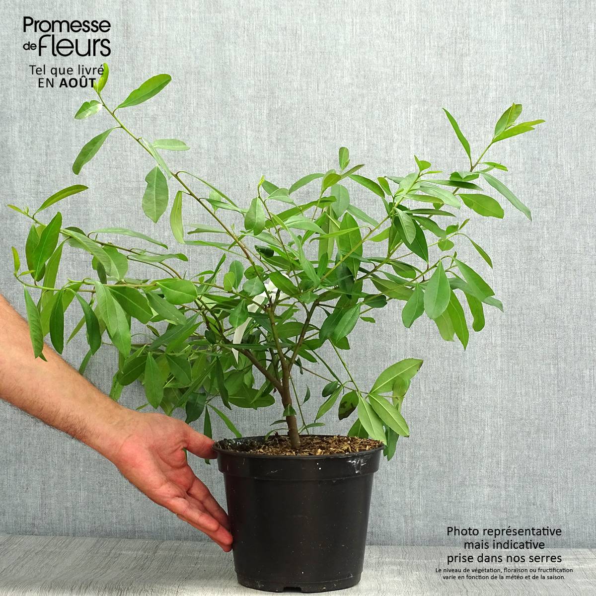 Ilex paraguariensis - Yerba maté, Thé du Paraguay Pot de 3L/4L - Image 2