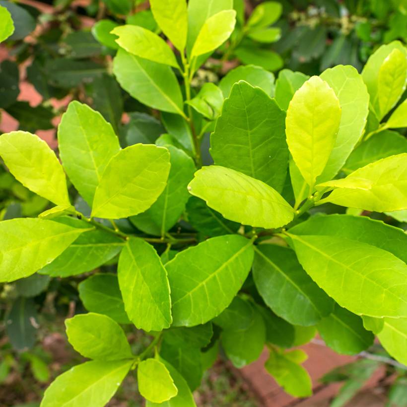 Ilex paraguariensis - Yerba maté, Thé du Paraguay Pot de 3L/4L - Image 1