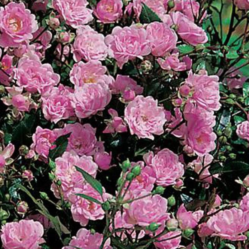 Rosier arbustif The Fairy à fleurs Rose - feuillage Caduc - Pot de 3L - 30/60 cm-  hauteur à maturité De 0,50 m à 1,00 m - Image 1