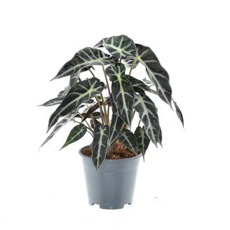 Alocasia Bambino Arrow - D14 H40cm