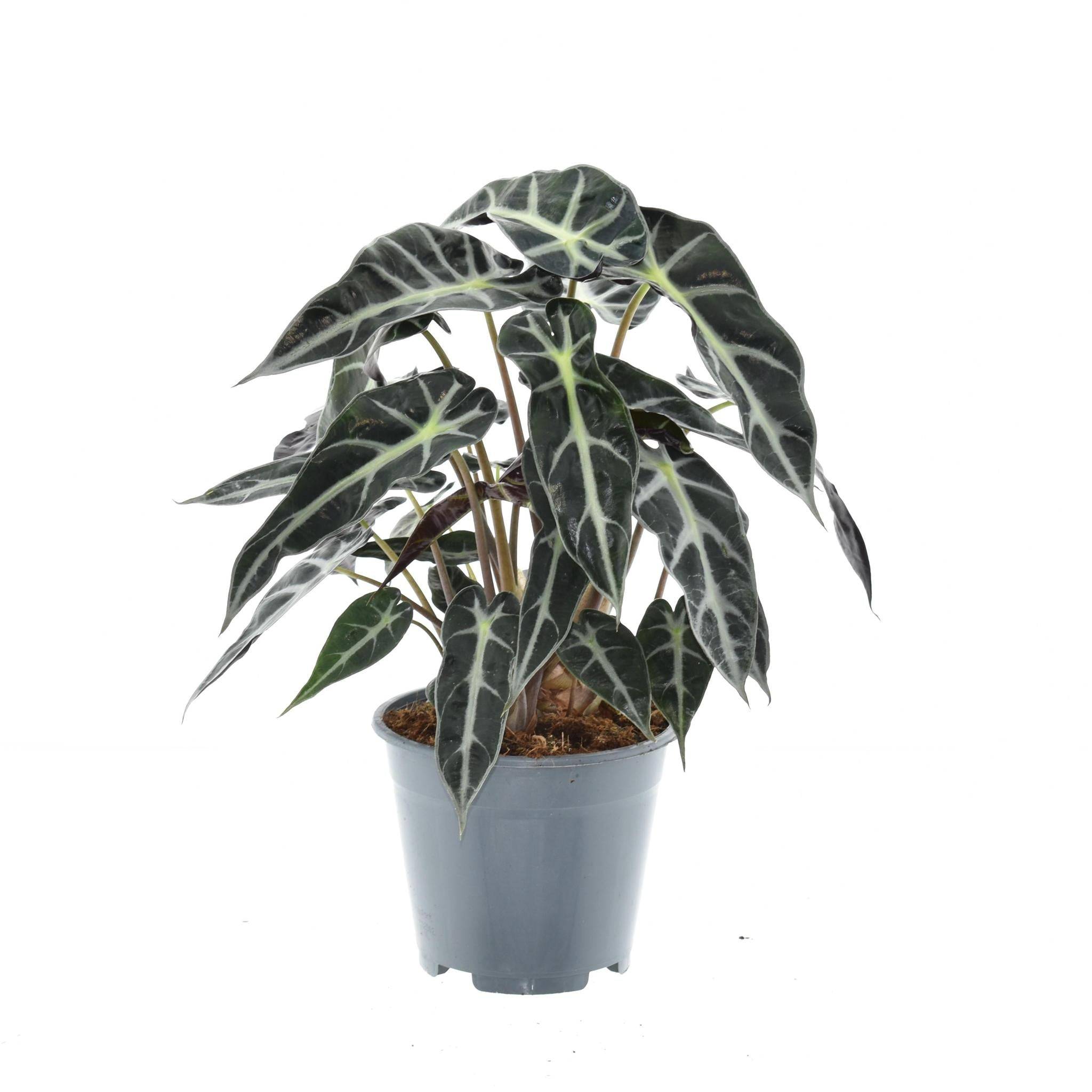 La Green Touch - Alocasia Bambino Arrow - D14 H40cm
