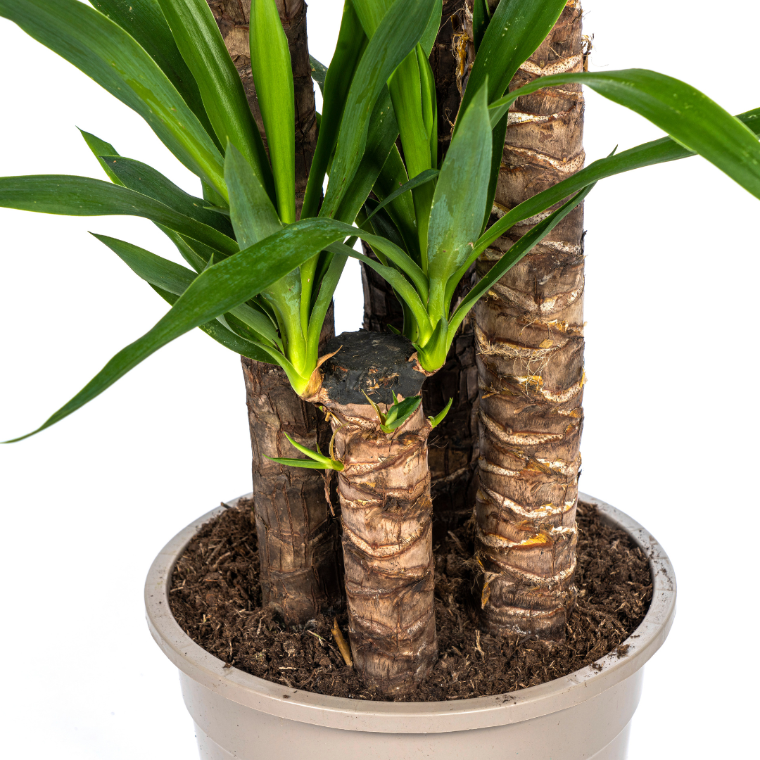 Yucca Elephantipes - D27 H150cm - Image 2