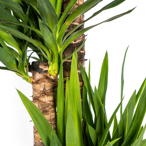 Yucca Elephantipes - D27 H150cm - Image 3