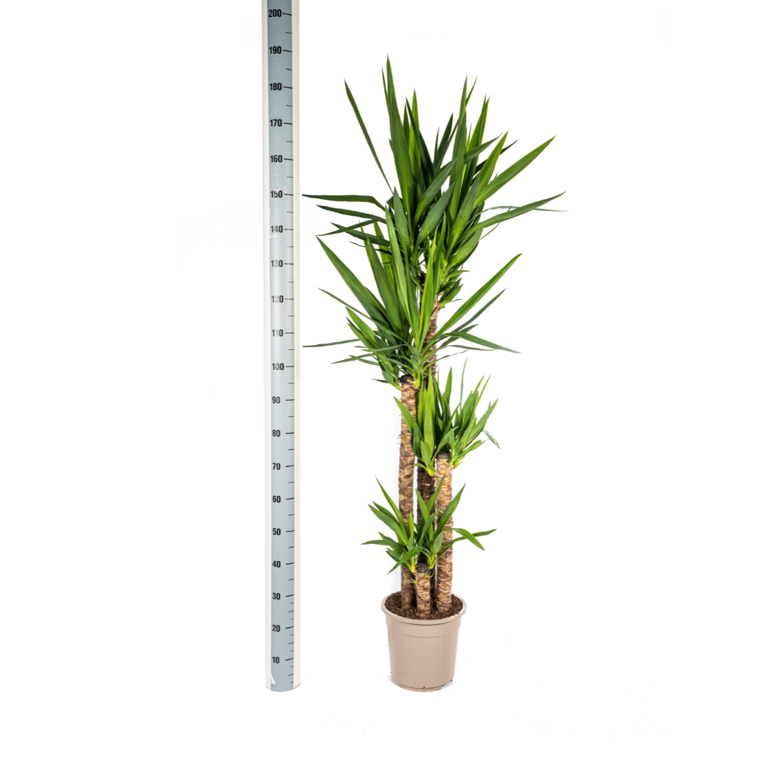 Yucca Elephantipes - D27 H150cm - Image 5