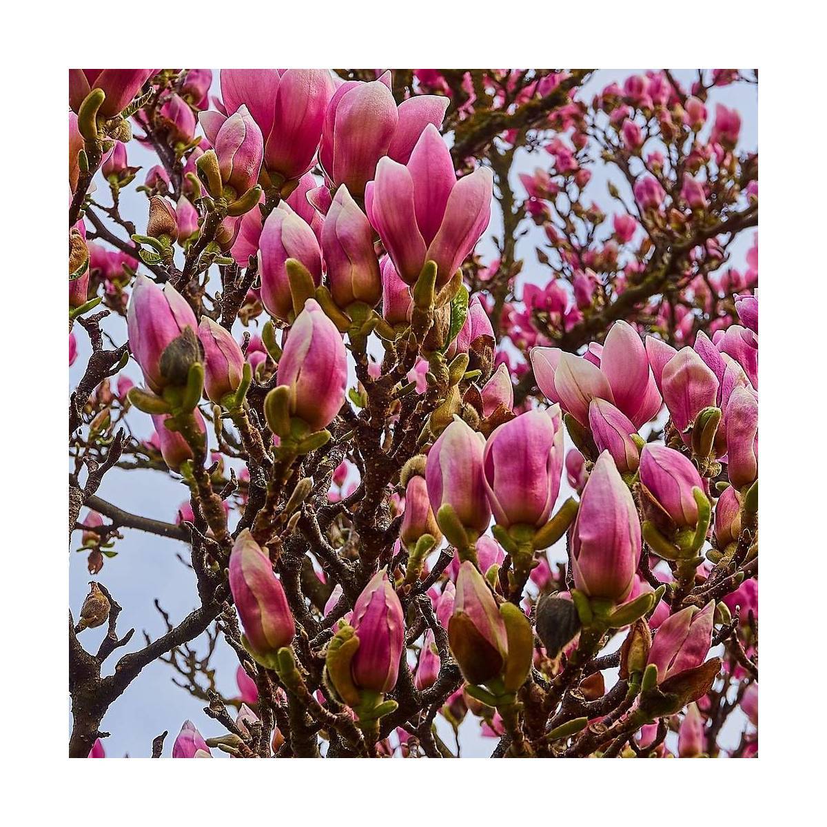 Magnolia à fleurs de lis Nigra à fleurs Rose/Rouge - feuillage Caduc - Pot de 4L - 40/60 cm - Image 6
