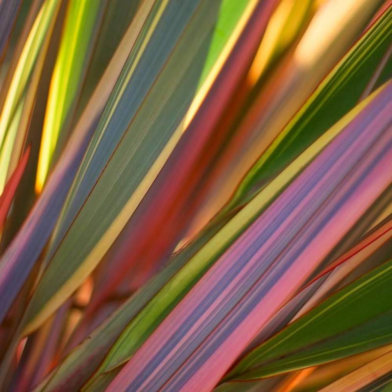 Lin de Nouvelle-Zélande Sundowner, Phormium - Pot de 4L - 20/40 cm