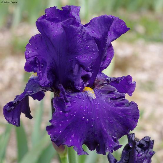 Iris germanica Profond Soupir - Grand Iris des Jardins Godet de 8/9 cm