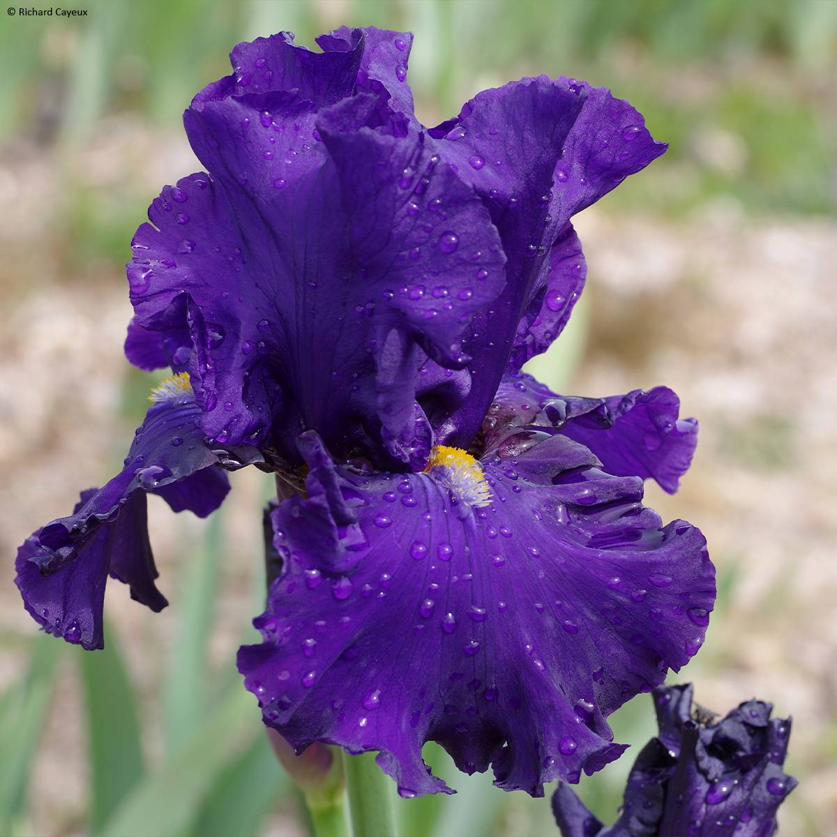 Iris germanica Profond Soupir - Grand Iris des Jardins Godet de 8/9 cm