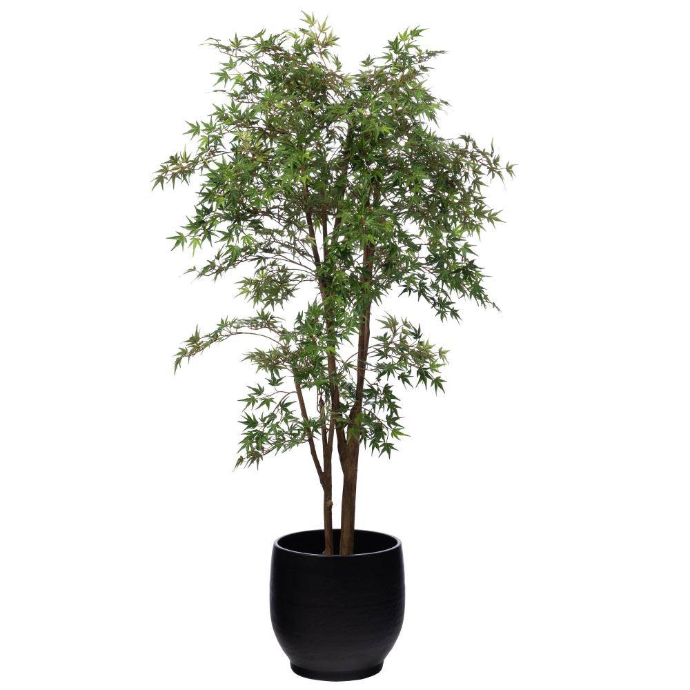 Erable Japonica 198 cm - Image 2