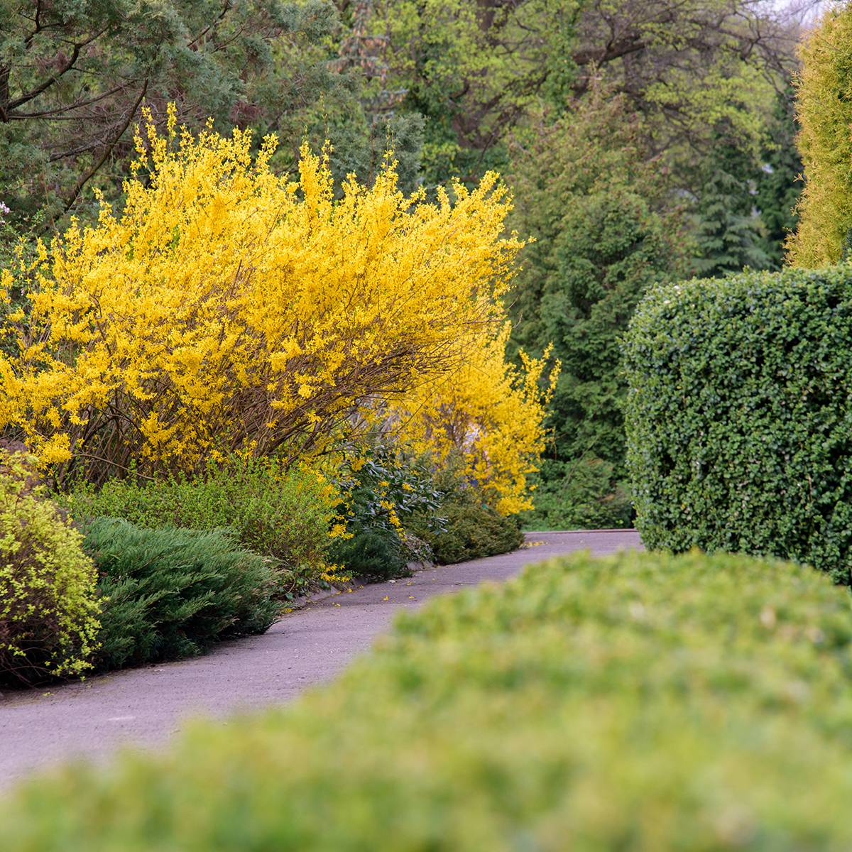 Promesse de Fleurs - Forsythia intermedia Forbeesia - Mimosa de Paris Pot de 4L/5L