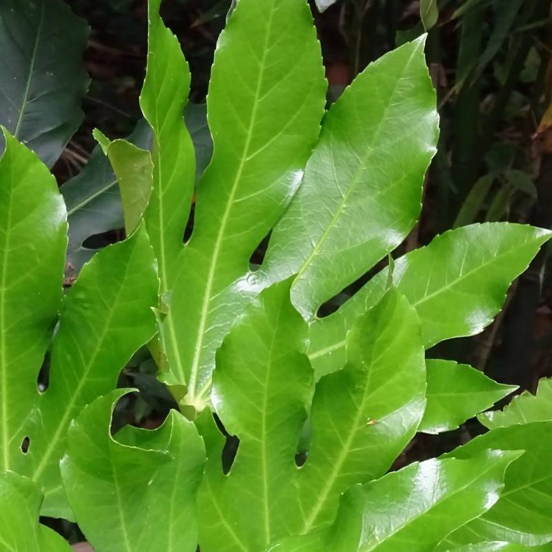 Fatsia du Japon, Faux-Aralia du Japon à fleurs Blanche - feuillage Persistant - Pot de 5L - 40/60 cm-  hauteur à maturité De 1,00 m à 1,50 m - Image 6