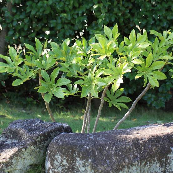 Fatsia du Japon, Faux-Aralia du Japon à fleurs Blanche - feuillage Persistant - Pot de 5L - 40/60 cm- hauteur à maturité De 1,00 m à 1,50 m - Image 4