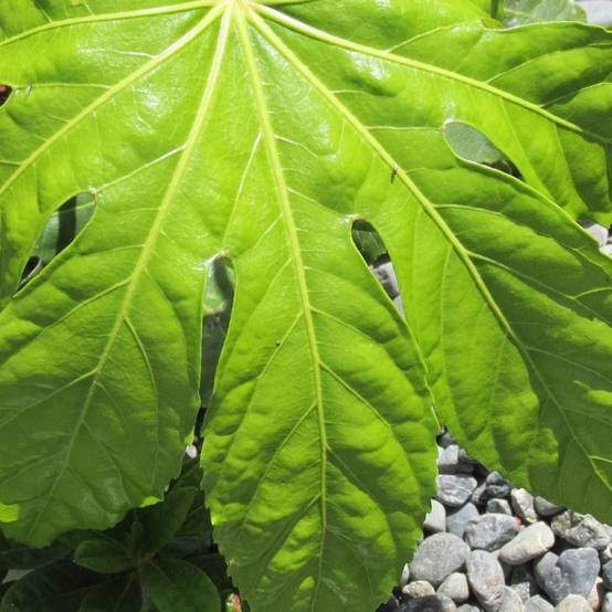 Fatsia du Japon, Faux-Aralia du Japon à fleurs Blanche - feuillage Persistant - Pot de 5L - 40/60 cm- hauteur à maturité De 1,00 m à 1,50 m - Image 2