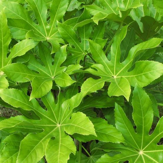 Fatsia du Japon, Faux-Aralia du Japon à fleurs Blanche - feuillage Persistant - Pot de 5L - 40/60 cm- hauteur à maturité De 1,00 m à 1,50 m - Image 3