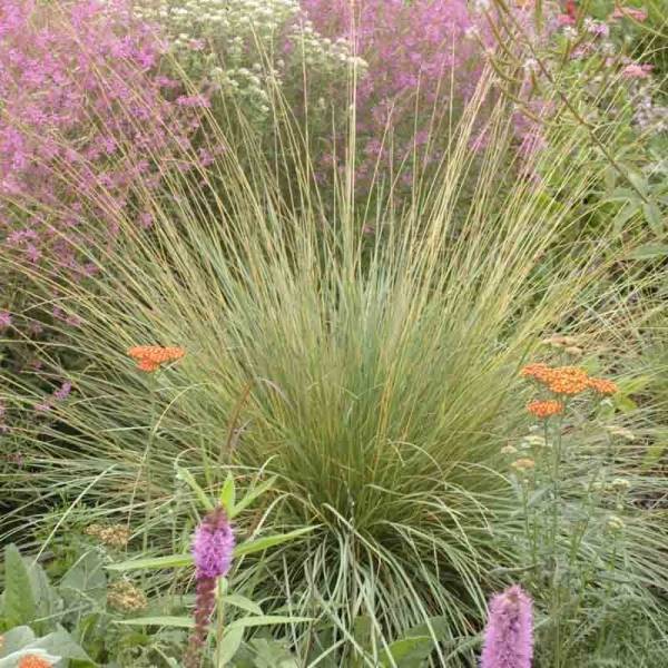Promesse de Fleurs - Fétuque - Festuca mairei Pot de 2L/3L