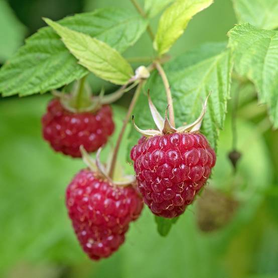 Framboisier nain remontant Lucky Berry - Rubus idaeus Pot de 4L/5L, Touffe