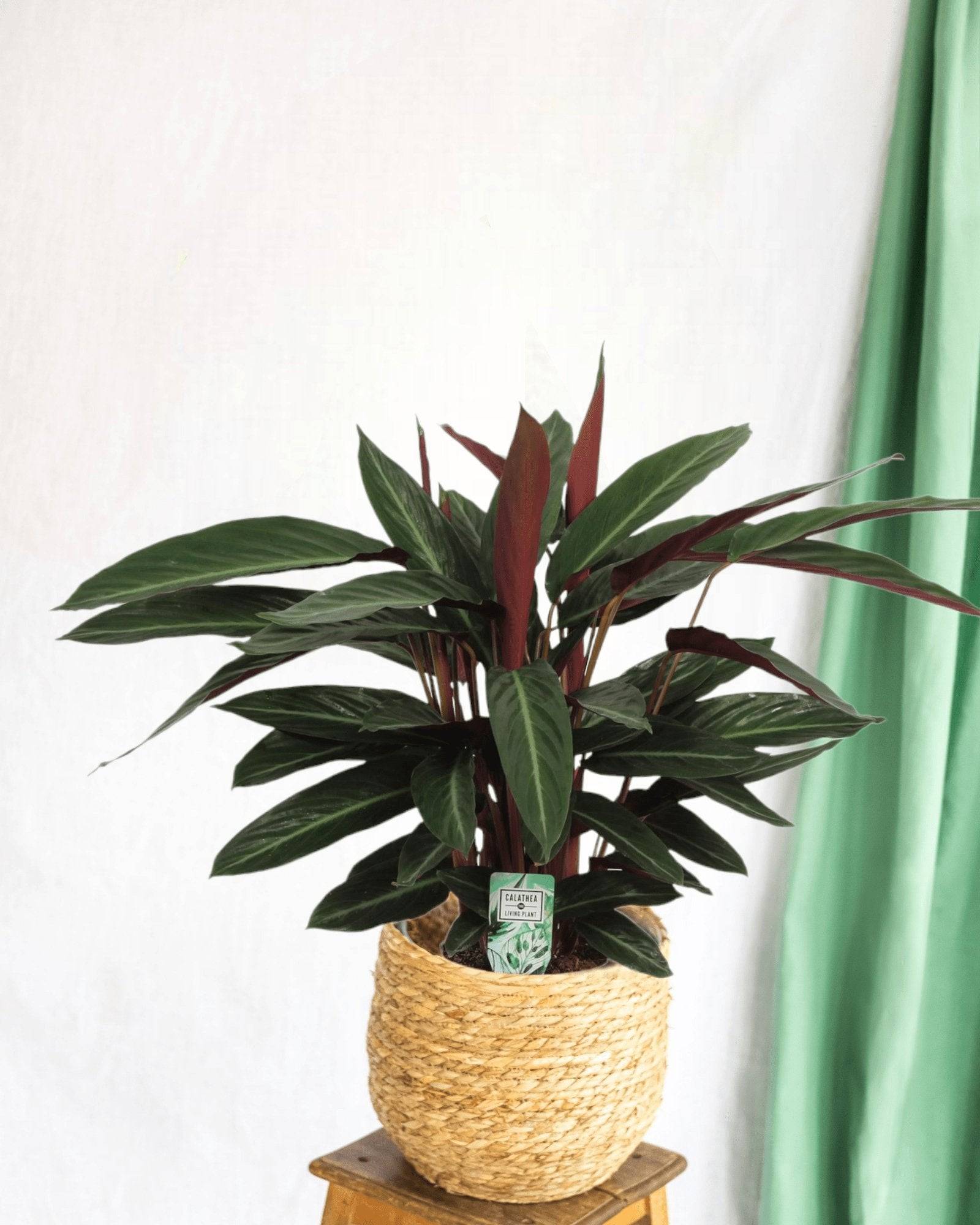 La Green Touch - Calathea Stripestar 65cm - Plante d'intérieur- La Green Touch - Image 2