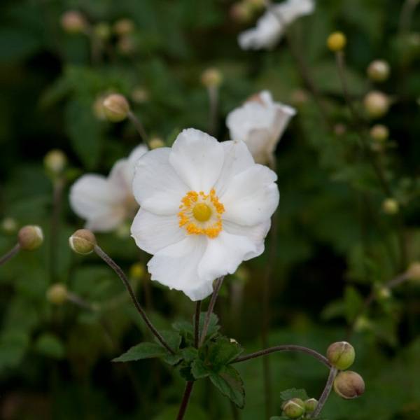 Promesse de Fleurs - Anémone japonaise Andrea Atkinson - Anemone (x) hybrida Pot de 2L/3L