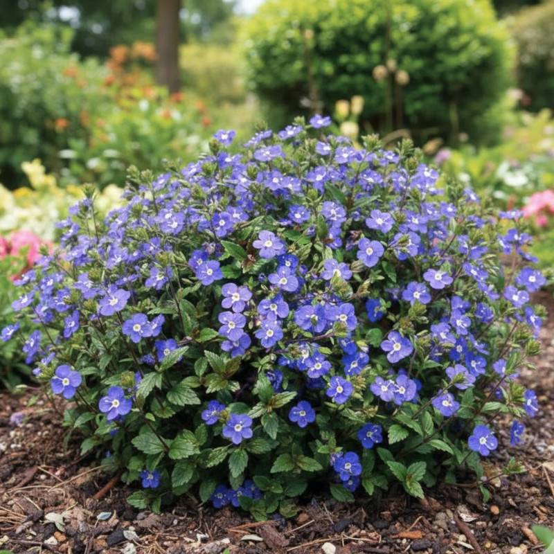 Véronique Georgia Blue à fleurs Bleue/ - feuillage Caduc - Godet - 5/20 cm