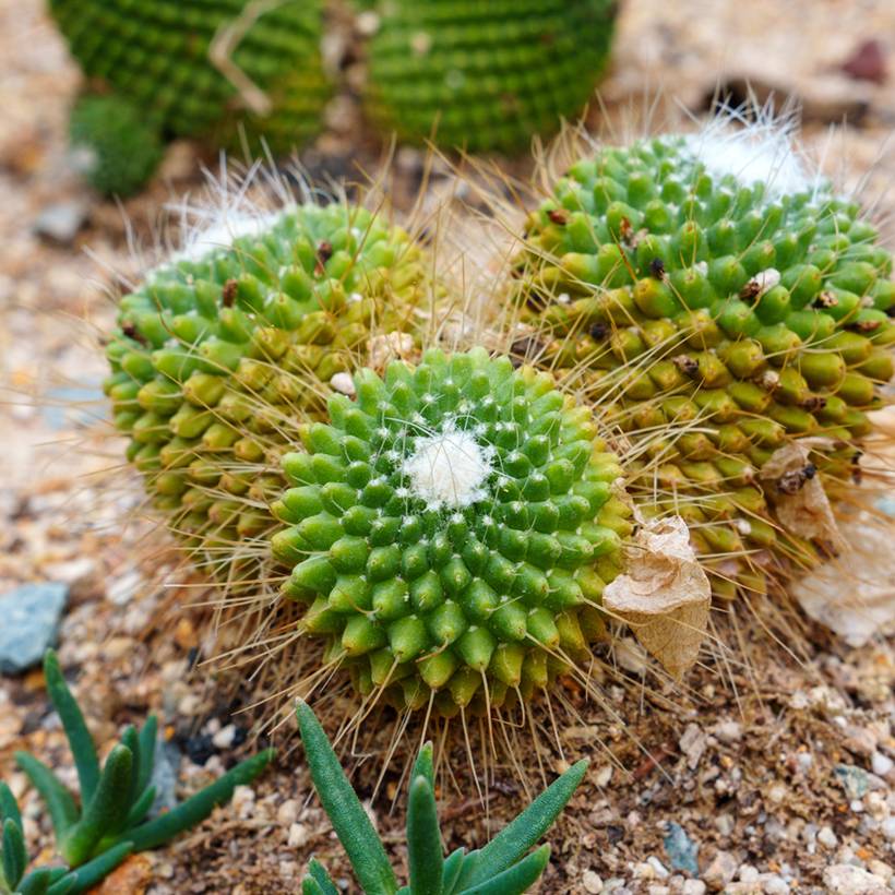 Cactus - Mammillaria Un Pico Pot de 4L/5L, 18/20 diamètre